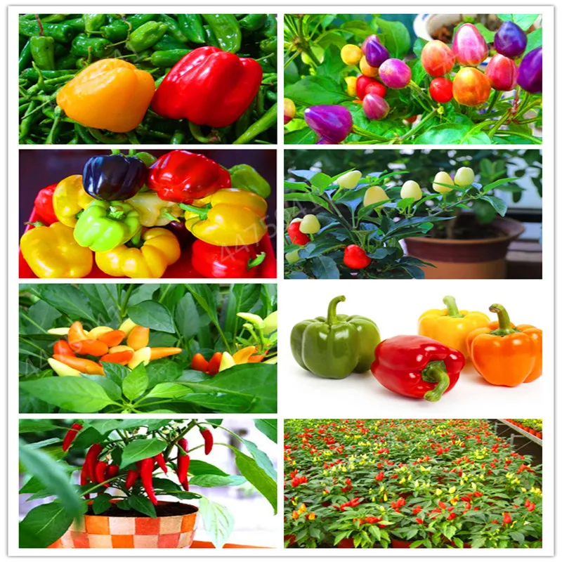 

200 Pcs Many Kinds Pepper Bonsai Giant Chili Spicy Bonsai Sweet Pepper Carolina Reaper Hot Chilli Vegetable Bonsai Potted Plant