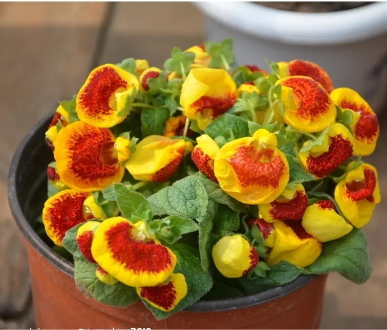 free shipping 20pcs/bag Calceolaria herbeohybrida/Pocketbook Plant