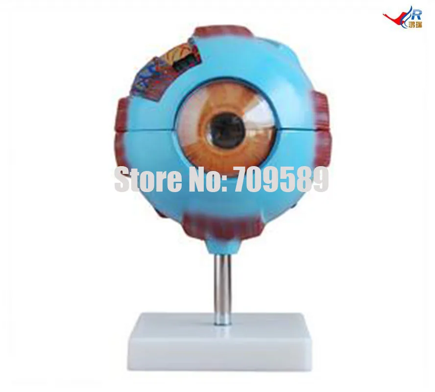 ISO большая глазная модель, Eyeball анатомическая модель