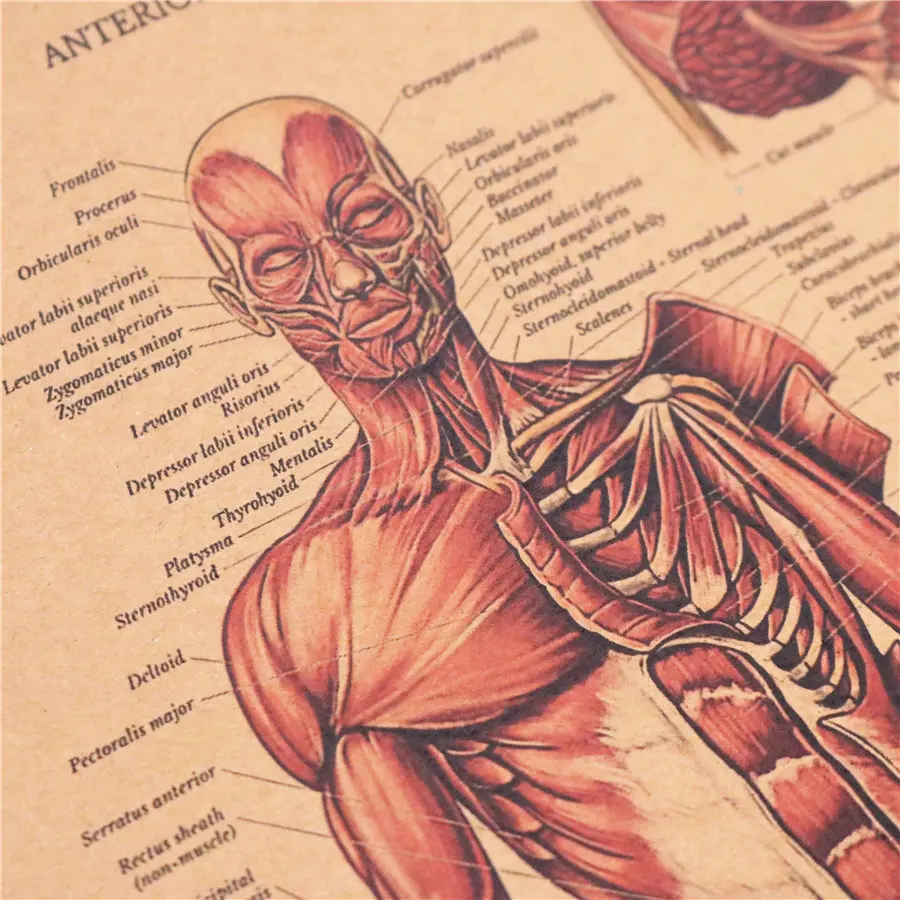 Структура мышечной системы человека HD винтажный бумажный плакат Бар домашний декор ретро крафт-бумага живопись 42x30 см