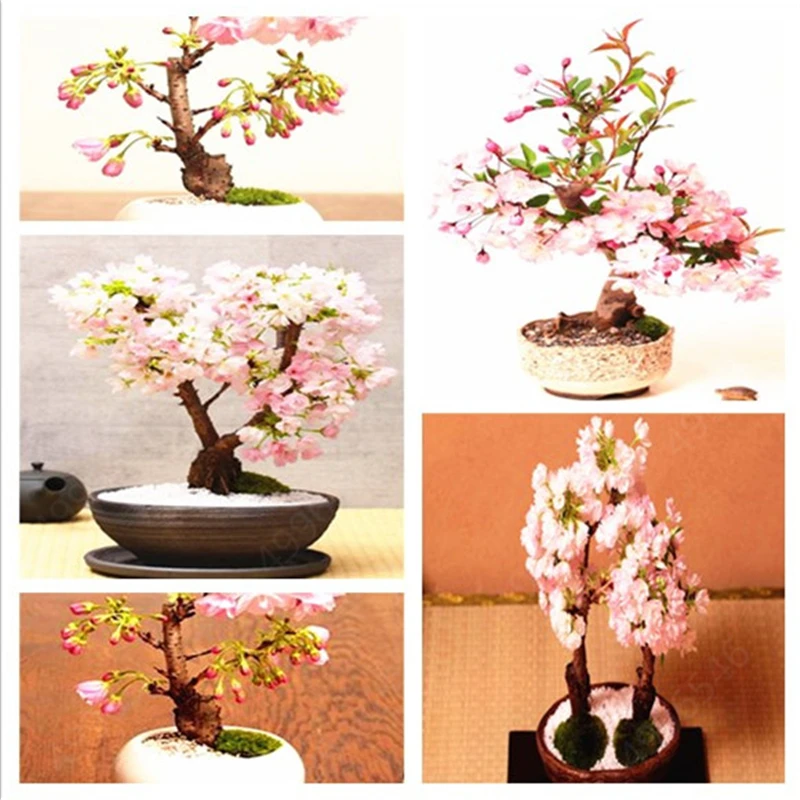 10 шт Бонсай гигантский розовый Сакура вишня Blossom Дерево, Очень красивые сакуры семена пиона кустарник садовые растения
