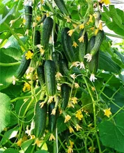 Terrace Vegetable Autumn Melon Cucumber bonsai Garden Planting Can Be Refreshing Fruit 50pcs Terrace Vegetable Autumn Melon Cucumber bonsai Garden Planting Can Be Refreshing Fruit 50pcs