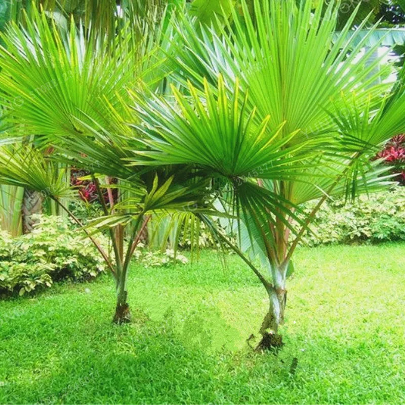 5 Pcs Palm Tree Bonsai Garden Ornament Evergreen Trachycarpus Fortunei Bonsai Tropical Landscape Plants Home Garden 5 Pcs Palm Tree Bonsai Garden Ornament Evergreen Trachycarpus Fortunei Bonsai Tropical Landscape Plants Home Garden