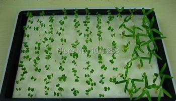 

Foam cubes and tray set for starting seeds for hydroponics system