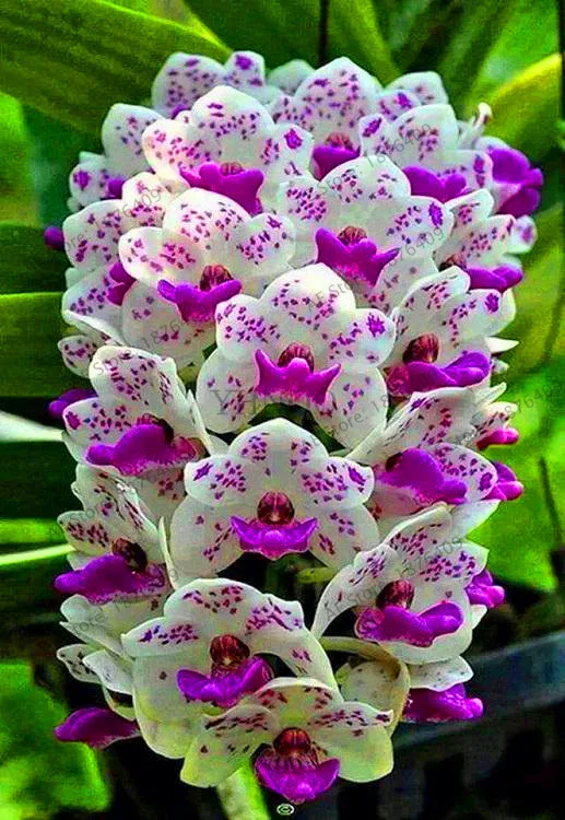 Свежий 100 шт цимбидиевая Орхидея, Цимбидиум Флорес, бонсай цветочные плантации, 22 цвета на выбор, растения для домашнего сада,# 99VJ8T