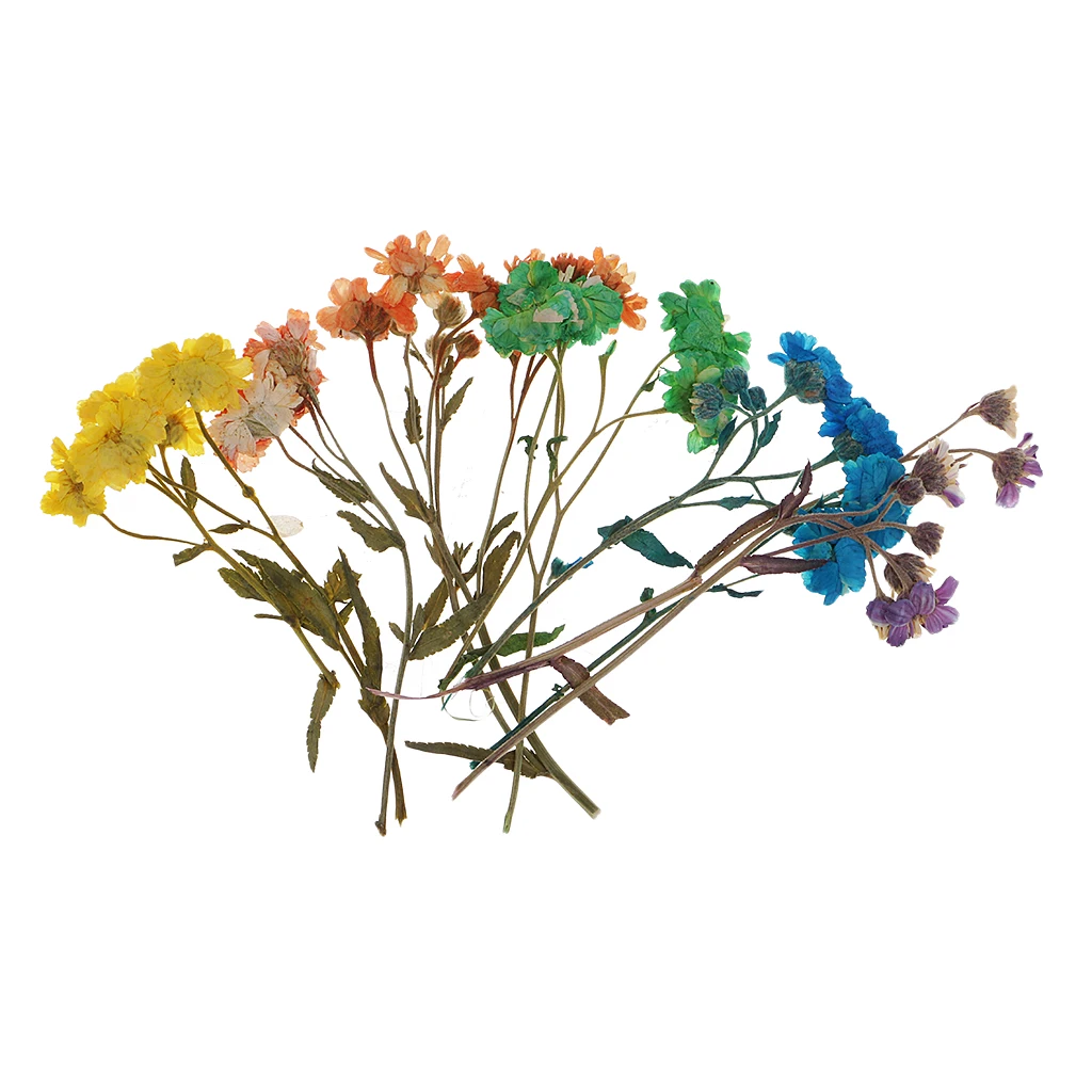 10 Pieces Pressed Dried Flowers Colourful Daisy Real Dried Flowers For DIY Phone Case, Jewelry Findings Decoration