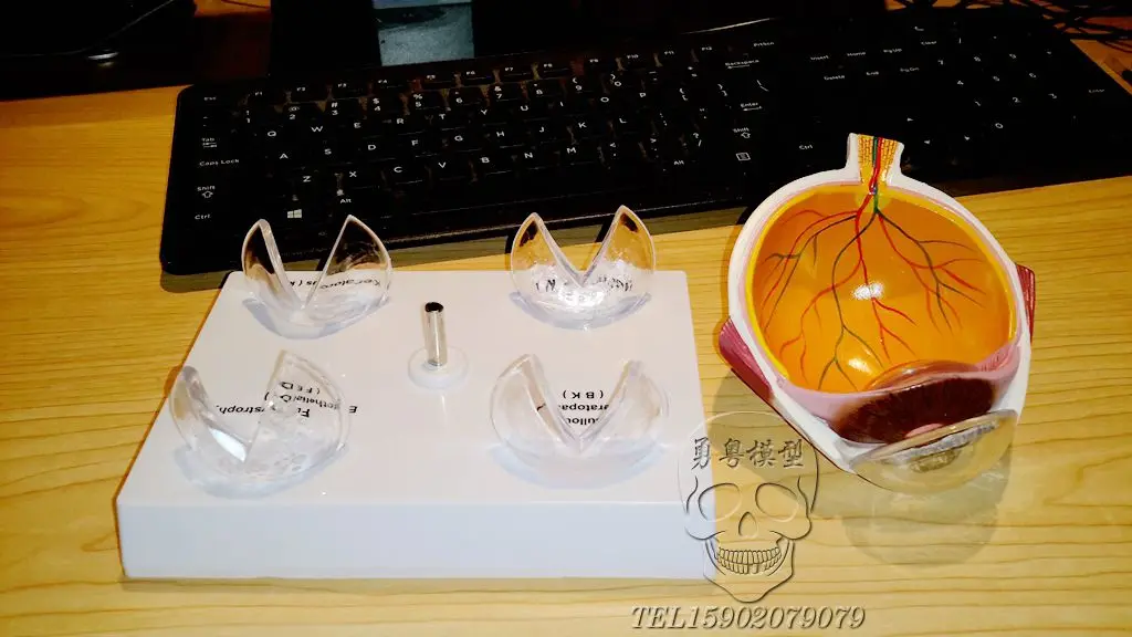 

Genuine Human Eye Enlargement Anatomical Model Crystalline lesions Eye disease structure demonstration model