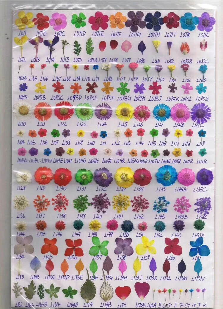 

1000pcs Pressed Dried Flowers Plant Herbarium For Jewelry Postcard Invitation Card Phone Case Bookmark DIY Sample Picture