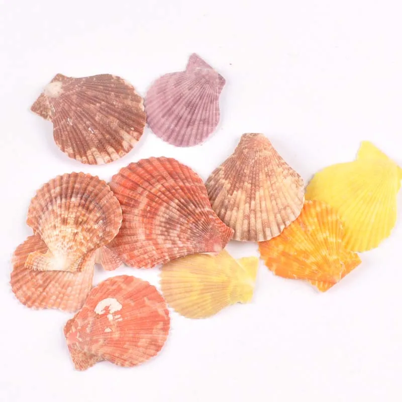 

No Hole Sector Natural Shell DIY Beach Decoration For Home Scrapbook Seashells Handmade Craft Accessories 10pcs 35-50mm TR0221