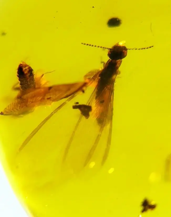 

Cretaceous beautiful termite Myanmar Amber insect 100 million years ago lynx stone ring surface mens womens jewelry accessory