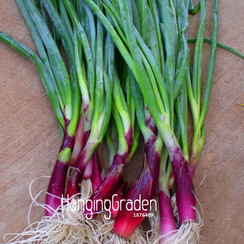 

Big Sale!Four Seasons Red small shallot bonsai,Delicious jardin vegetable garden sementes da fruta - 100pcs/lot,#IBQXB7