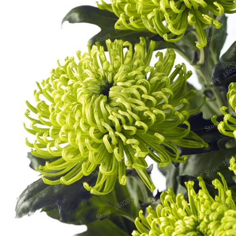 Buy 200 Pcs Chinese Mum Seeds Chrysanthemum Free Shipping