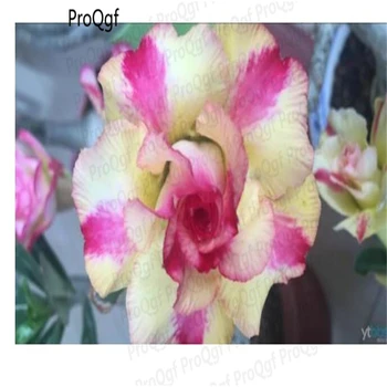 

Prodgf 5Pcs A Set white purple stripe Adenium Desert Rose