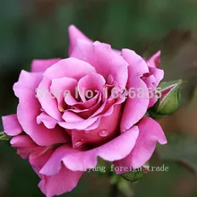 Хлопковый инструмент наборы поступление алмазная живопись «сделай сам» вышивка рукоделие, перекресная строчка, один связка китайская роза, 30x30 см