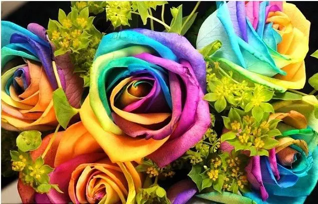 -1-obtenez-50-graines-Rare-semences-Rainbow-Rose-pour-votre-amant-Rainbow-Rose-Flower-Seed.jpg
