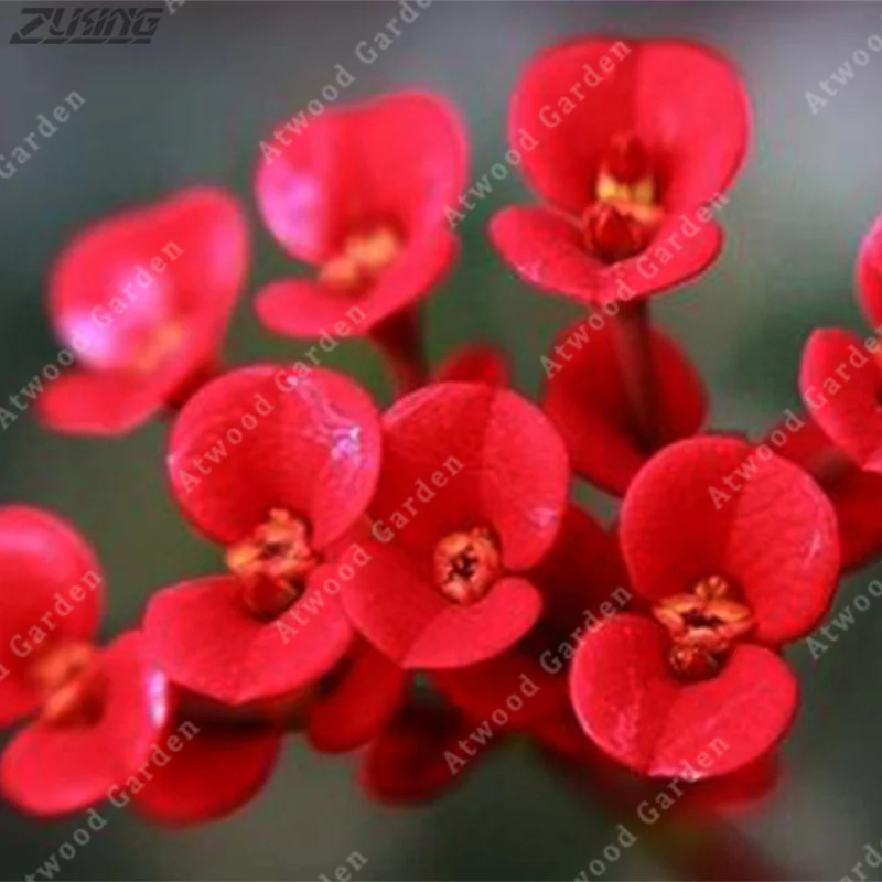 

ZLKING 100 PCS A Variety Of Colors Species Euphorbia Milii Bonsai Rare Easy Grow Flowers Chinese Garden Decoration Plants