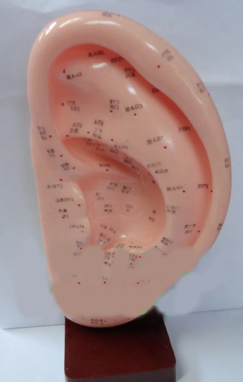 

22 cm standard ear acupuncture model with English code ear model acupuncture model