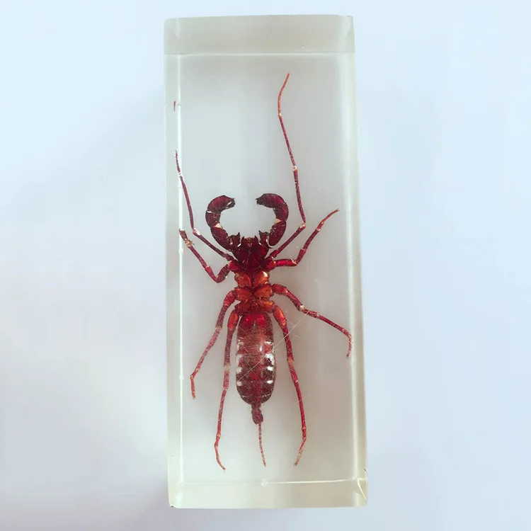 True Whip Scorpion Appearance Embedded Specimens Transparent Resin Centipede Model Biology Arthropods Teaching Aids | Канцтовары для