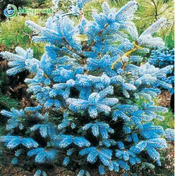 Дерево бонсай Новое поступление садовое растение для дома 100 карликовые деревья Evergreen Колорадо синяя ель Picea Pungens Glauca дерево бонсай MD32303