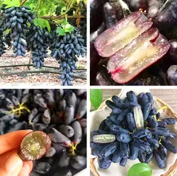 50 шт. очень редкие черные виноградные растения Черная смородина палец нетрансгенные здоровье бонсай виноградное дерево растения