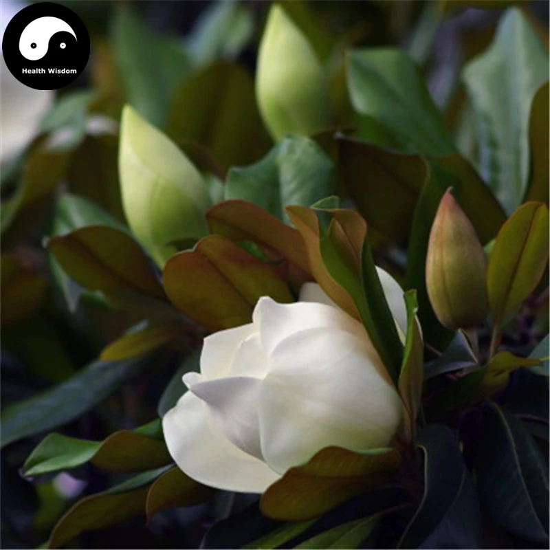 

Buy Real Magnolia Grandiflora Tree Semente 120pcs Plant White Magnoliaceae Flower Grow Sweet Guang Yu Lan