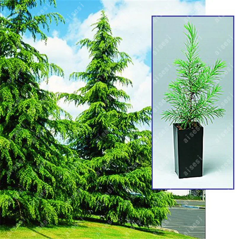

100pcs/Fresh Evergreen Cypress Tree Bonsai Plant Italian Plants Holly Easy To Grow For Home & Garden Pinus Cedar Trees