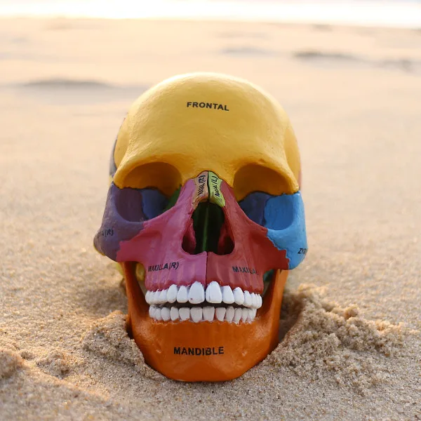 

4D Master Human colorfull skull brain anatomical Anatomy comparative anatomy set skull brain skeleton dental camera make up