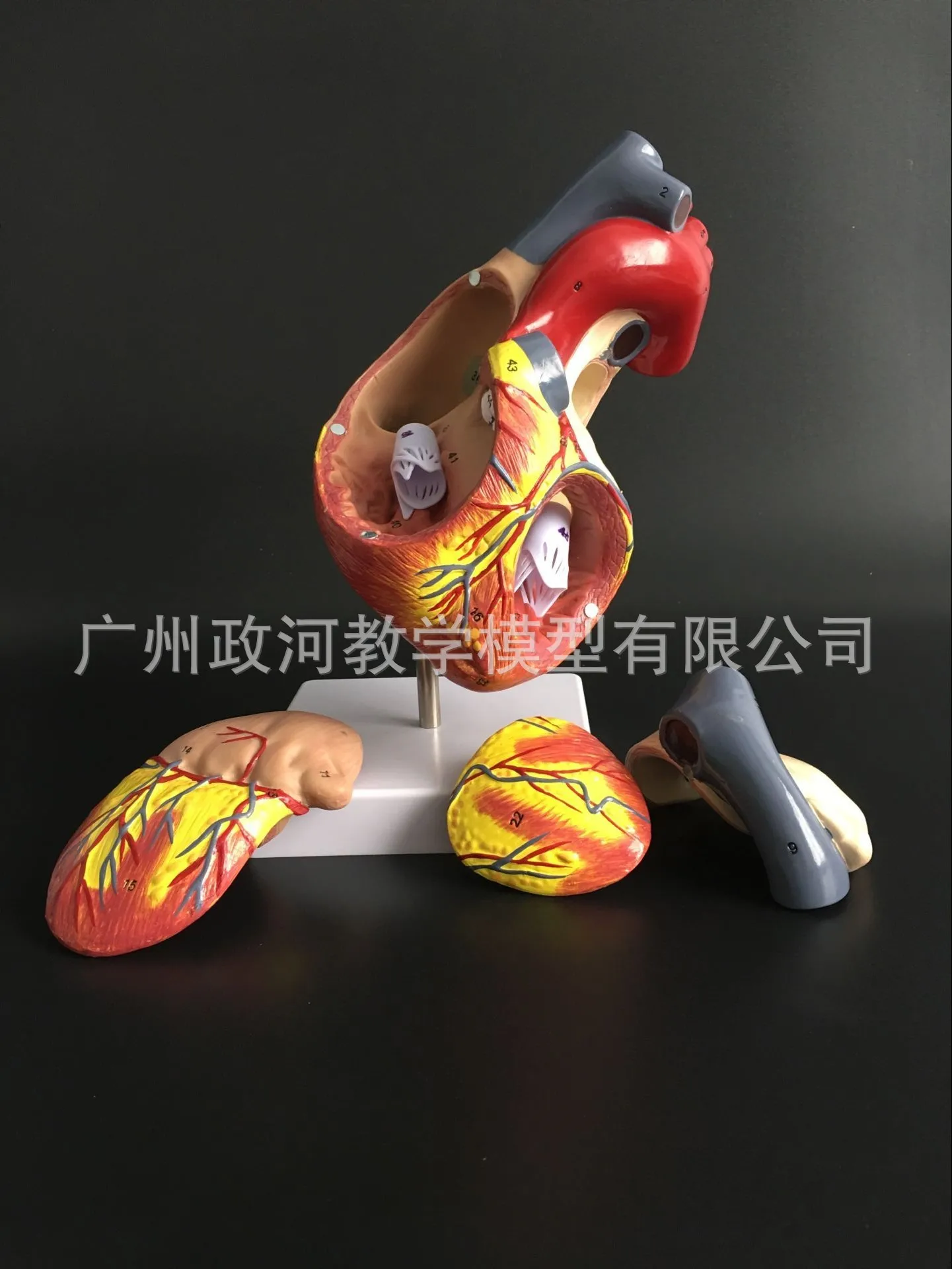 

2x Human Body Medical Anatomical Model Heart Model Magnified Ventricular Atrium Cardiovascular Blood Circulation 4Parts