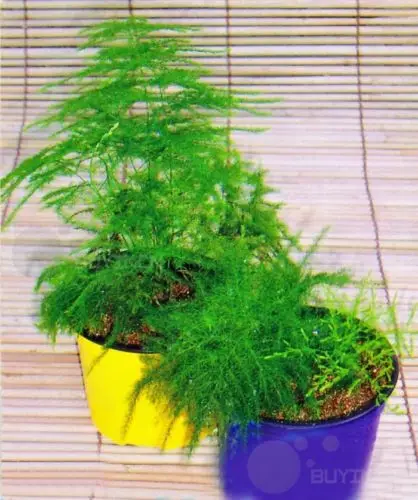 Common Garden Plants compare prices on common outdoor plants- online shopping/buy low Common Garden Plants compare prices on common outdoor plants- online shopping/buy low