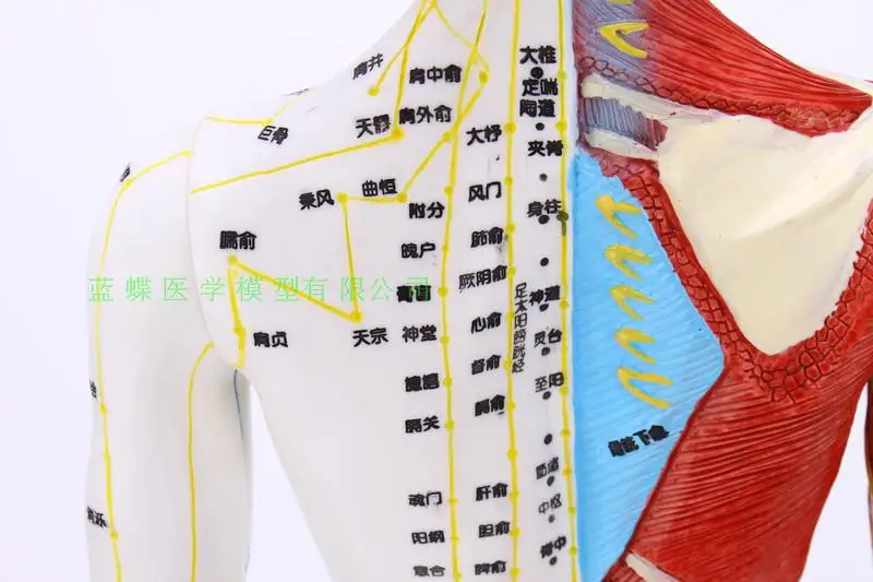 Тело модель точечной акупунктуры рефлекторная зона Меридиан Массаж, акупунктура, половина кожи и половина мышц Анатомия 60 см