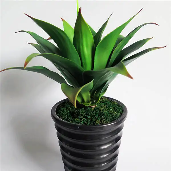 

100 Pcs Mixed rare Aloe Agave Bonsai Rare Succulent Plants Agave-Americana Potted Agave Plants For Home and garden deaoration