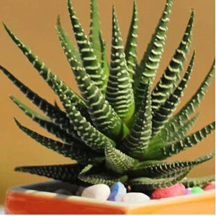 

100pcs office desktop flower,succulents,anti-radiation computer,rare aloe potted plant tree for Home Garden