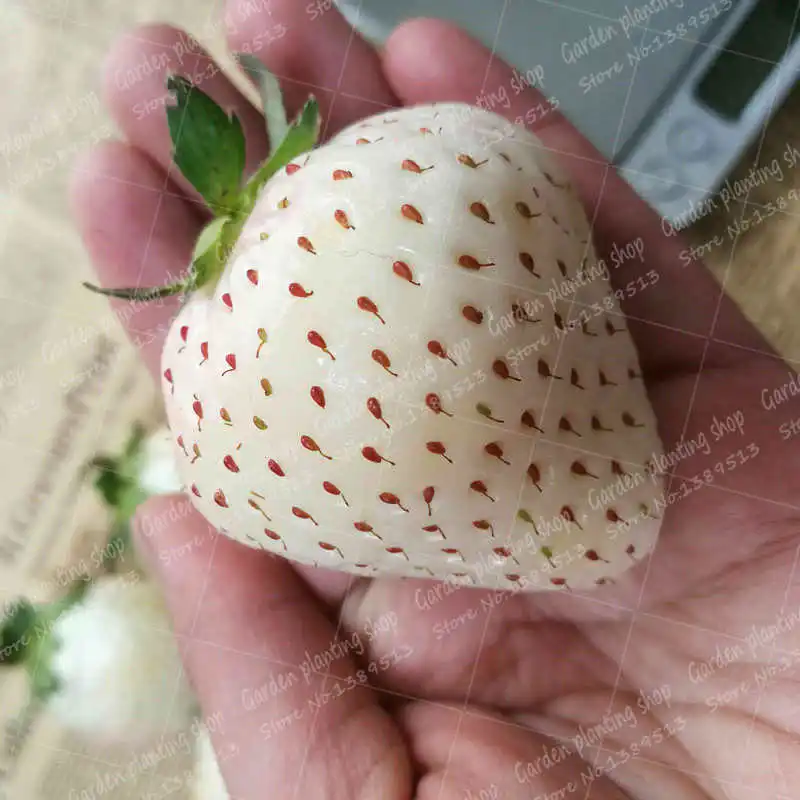 

600pcs Rare White Strawberry Pineberry Fruit Planting White Berries Organic Ornamental Plants Home Garden Plant Bonsai planting