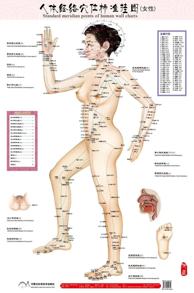 Стандартные пункты меридиана диаграммы человеческих стен женский акупунктурный массаж точка карта Флипчарт HD 3 китайский и английский