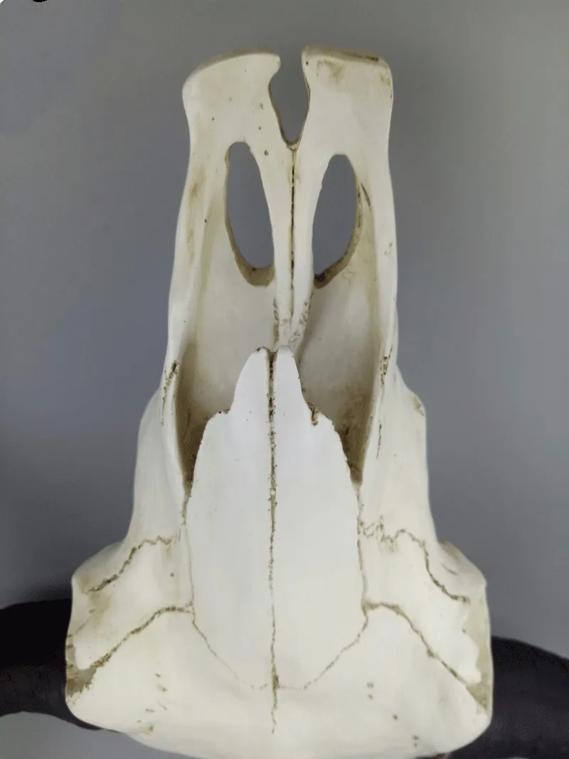 Длинный Рог корова череп настенный подвесной Longhorn Steer|longhorn|longhorn skull |