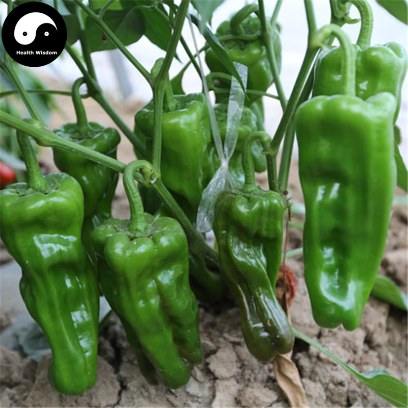 Buy Green Sweet Pepper Semente 400pcs Plant Bell Pepper Vegetables Hot