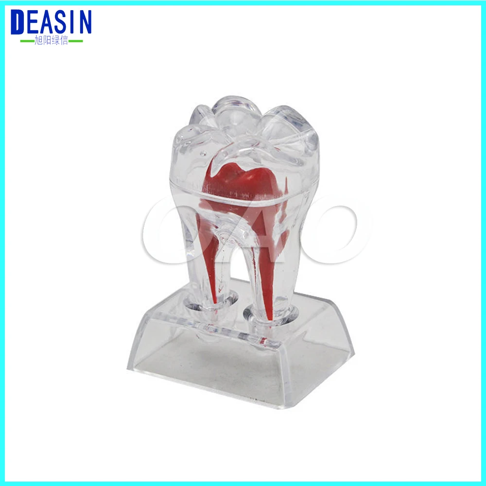Modelo de Cristal Base de Plástico Apto para Sorrir Dentes Dental Rígido Dente Molar Teeth Modelo 4 High Quality Beleza e saúde