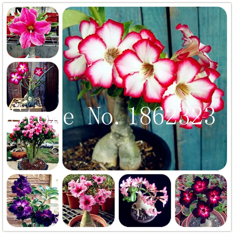 Sale 1 Pcs Desert Rose Bonsai Potted Plant Flowers Adenium Obesum Indoor Bonsai Plant Mini Potted