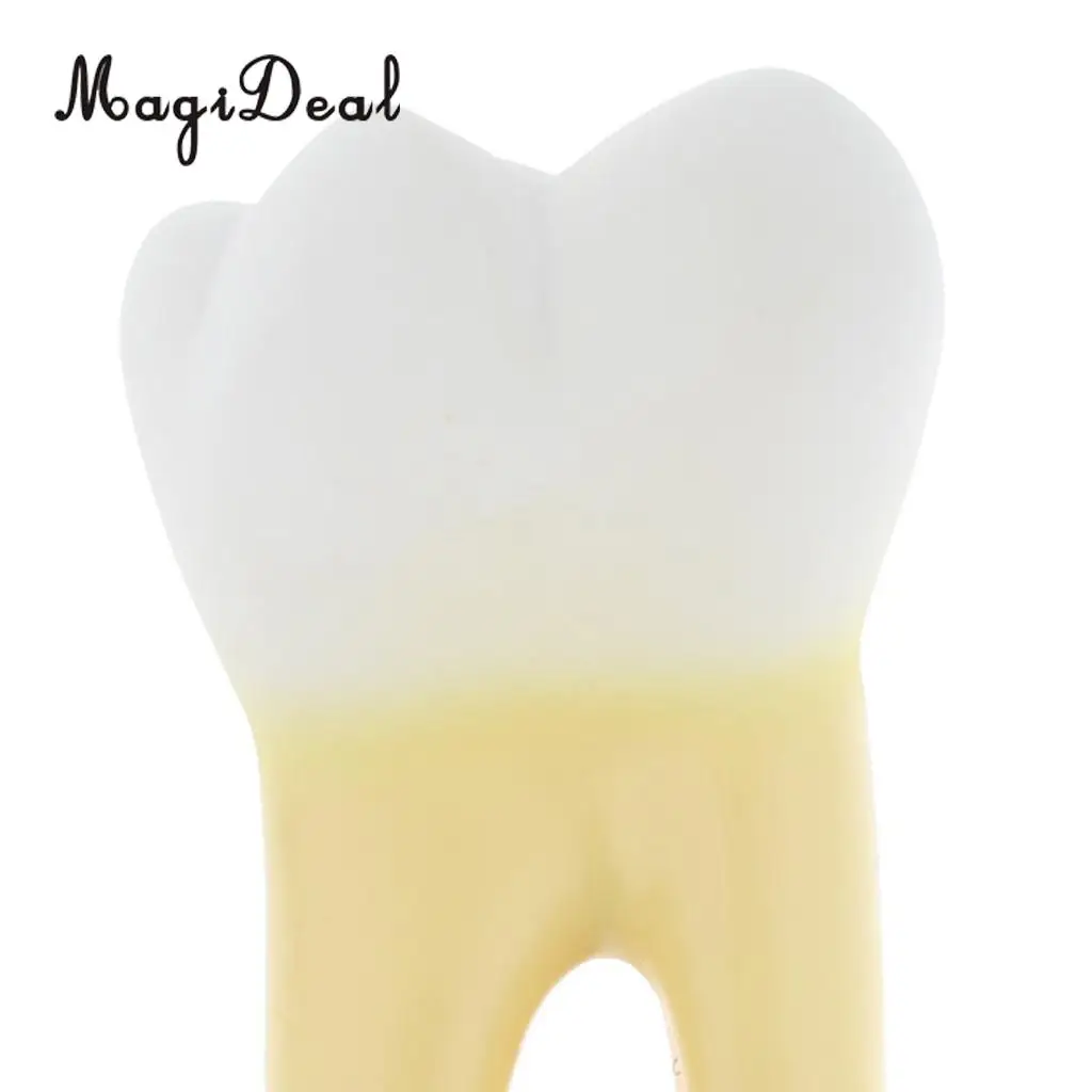 12X Enlarged Human Tooth / Teeth Anatomical Model Anatomy Medical Teaching Tool