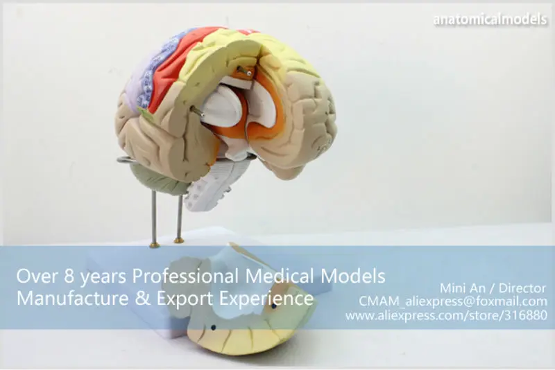 BRAIN08 CMAM MODEL Magnify Human Anatomical Brain Anatomy 6