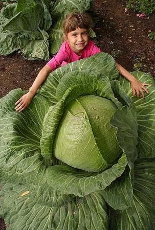100Seeds Rare Giant Cabbage Seeds, High-Quality Vegetable for home garden