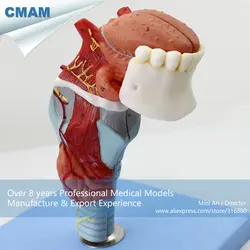 12506 cmam-throat02 анатомическая Структура гортани хрящей, Медицинские товары учебных анатомические модели