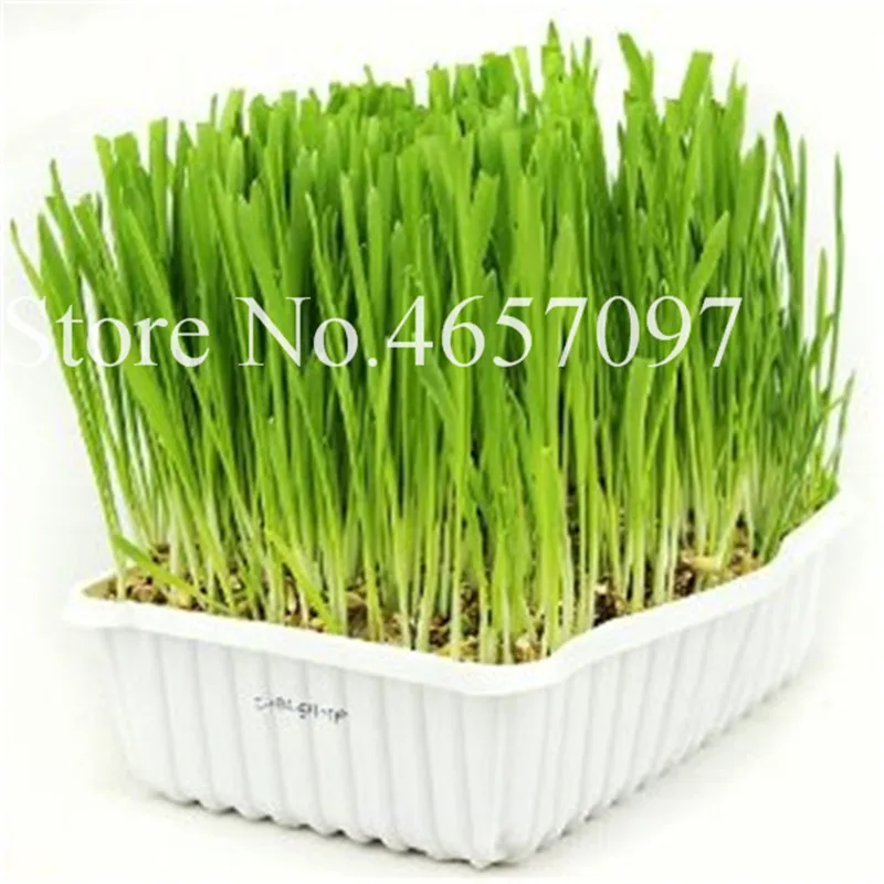 1000 Pcs Cat Grass Plant Herb Edible Lemongrass Kitchen Vegetable Bonsai Medicinal Use graines legumes potager DIY Home garden