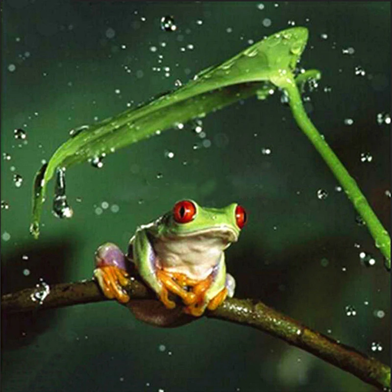 

Full square/Round drill Diamond embroidery Frog 5D DIY diamond Painting Cross Stitch Rhinestone Mosaic HYY