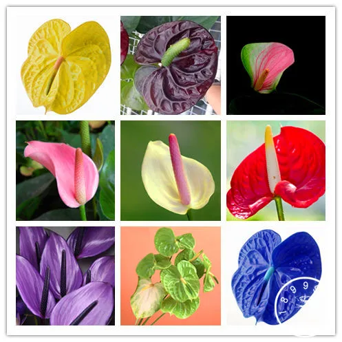 

100 Pieces/bag Rare Flower Bonsai Anthurium Plantas Balcony Potted Plant Anthurium Flower Flores for DIY Home Garden,#X52II1