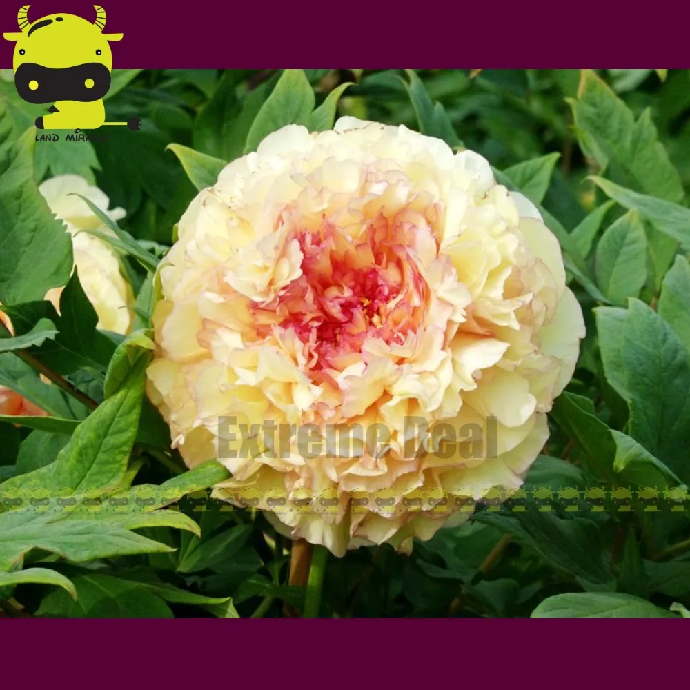 пион древовидный кинкаку. пион древовидный золотая россыпь.