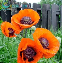 New Arrival 100 Seeds Iceland Poppy Mixed Colors Papaver Nudicaule Cut Flower Seeds Bonsai Plant Diy Home Garden Free Shipping