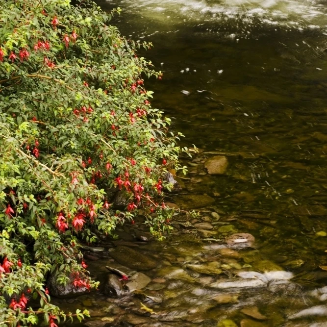 County Kerry  Ireland; Fuchsia Bush Beside Stream Poster Print (11 x 17)