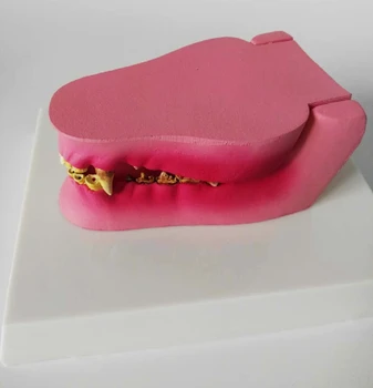 

Anatomical Canine Pathology Jaw Model Medical Dog Mouth and Teeth Anatomy Canine Jaw Anatomical Model Animal Skeleton Model