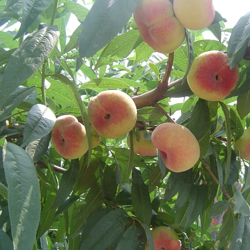 Quality Small Potted Tree Flat Peach Seeds 3 Pcs To The King Delicious